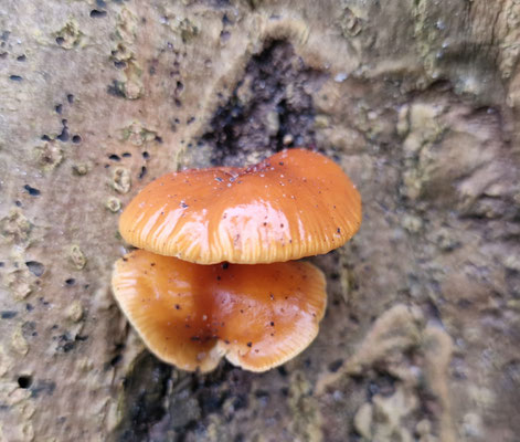 Gemeiner Samtfußrübling (Flammulina velutipes)
