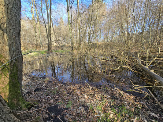 Bruchwaldsenke mit Wasser gefüllt