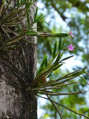 Orchidée Epiphyte