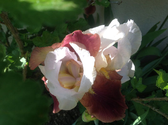 Iris dans le jardin de Pascale de Rians