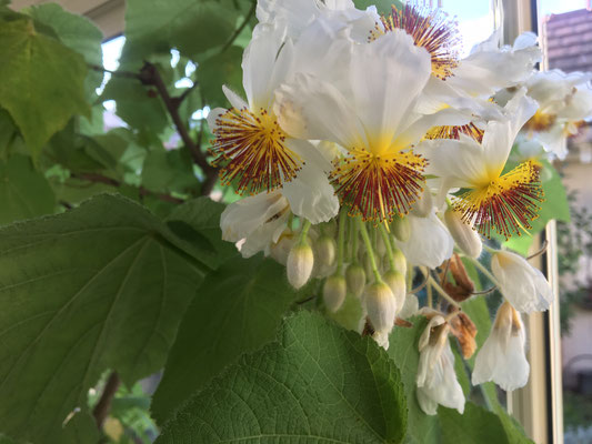 Sparmannia africana chez Béa