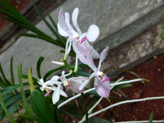 Orchidée