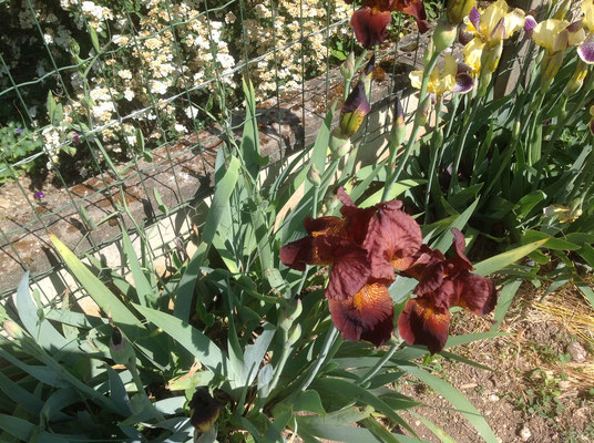 Iris dans le jardin de Pascale de Rians