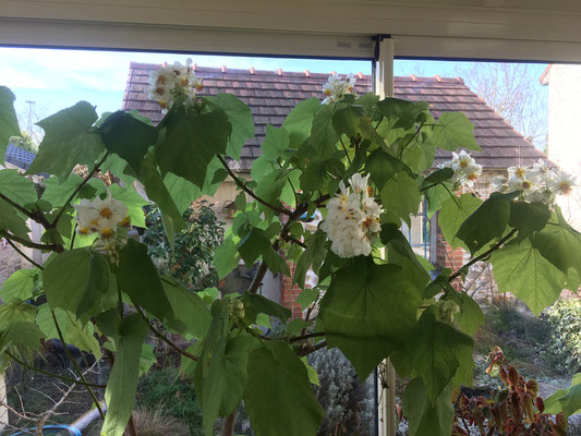 Sparmannia africana chez Béa