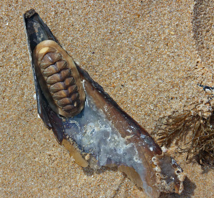 Salema 200704 