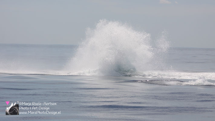 Cape Cod - Bultrug 21052018 -15    Stellwagen Bank National Marine Sanctuary