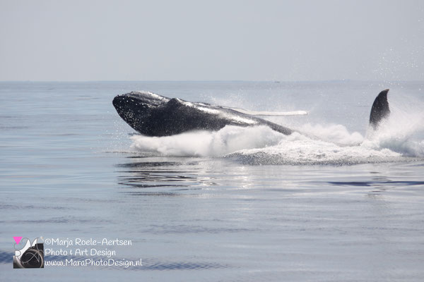 Cape Cod - Bultrug 21052018 -3    Stellwagen Bank National Marine Sanctuary