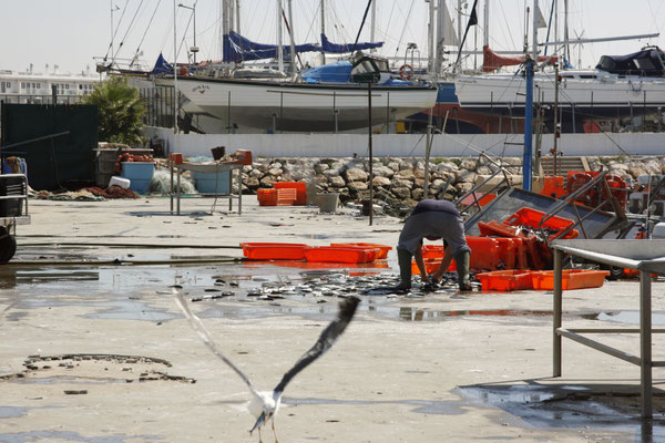  Steeling fish - 2007