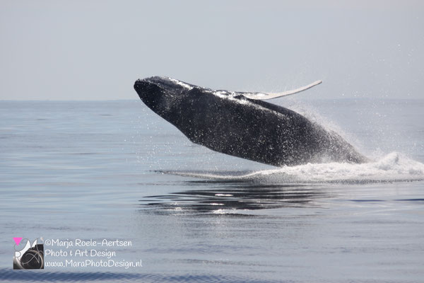 Cape Cod - Bultrug 21052018 -2    Stellwagen Bank National Marine Sanctuary