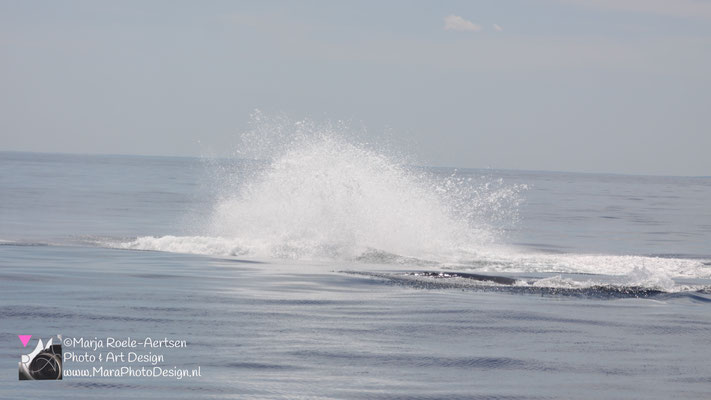Cape Cod - Bultrug 21052018 -18    Stellwagen Bank National Marine Sanctuary