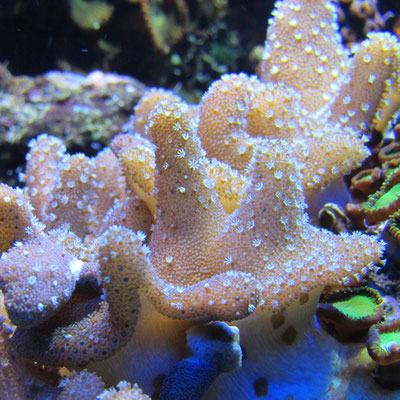 Artis 201201 -Waterworld  Amsterdam 