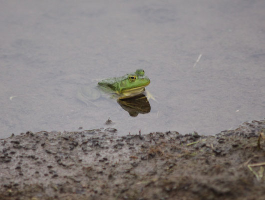 Bullfrog   Elbel Golfcourse Sound Bend  2010