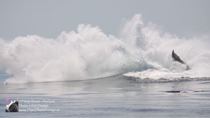 Cape Cod - Bultrug 21052018 -5    Stellwagen Bank National Marine Sanctuary