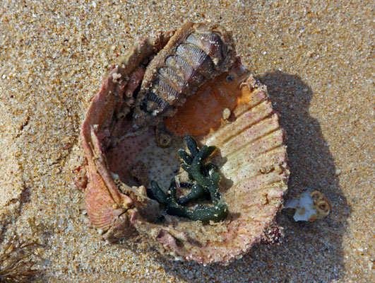 Salema 200703