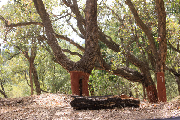 Monchique  Portugal's famous cork 2019