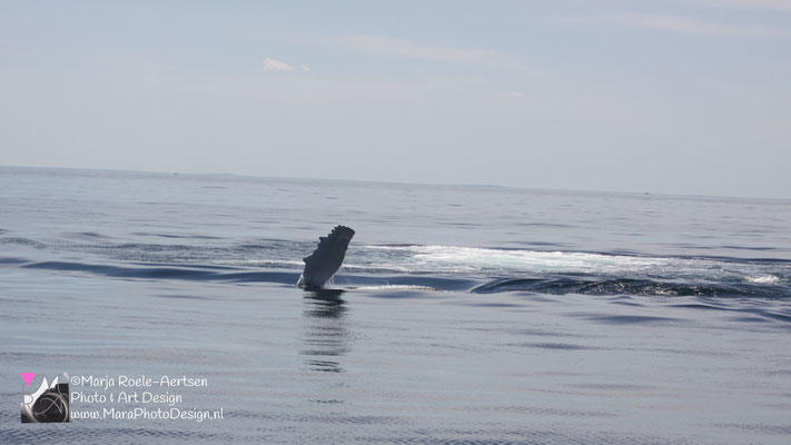 Cape Cod - Bultrug 21052018 -19    Stellwagen Bank National Marine Sanctuary