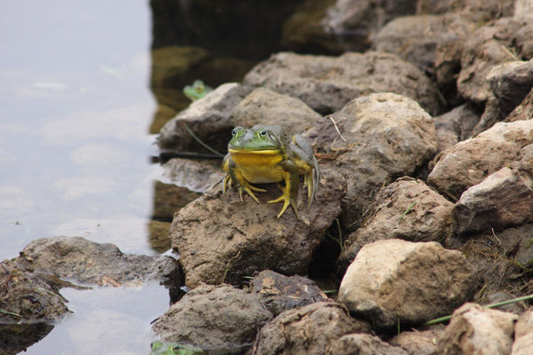 Bullfrog   Elbel Golfcourse Sound Bend 2010