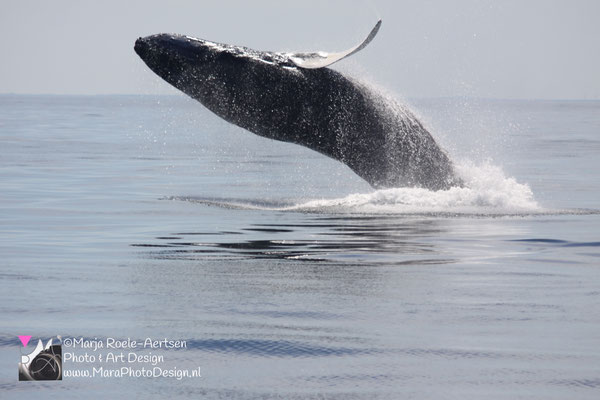 Cape Cod - Bultrug 21052018 -1    Stellwagen Bank National Marine Sanctuary