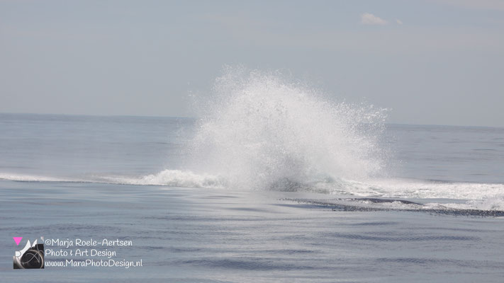 Cape Cod - Bultrug 21052018 -17    Stellwagen Bank National Marine Sanctuary