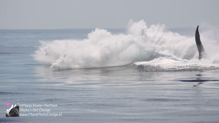 Cape Cod - Bultrug 21052018 -4    Stellwagen Bank National Marine Sanctuary