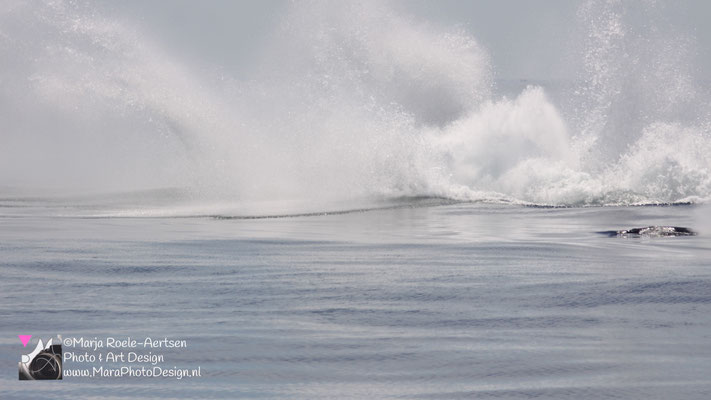 Cape Cod - Bultrug 21052018 -10    Stellwagen Bank National Marine Sanctuary