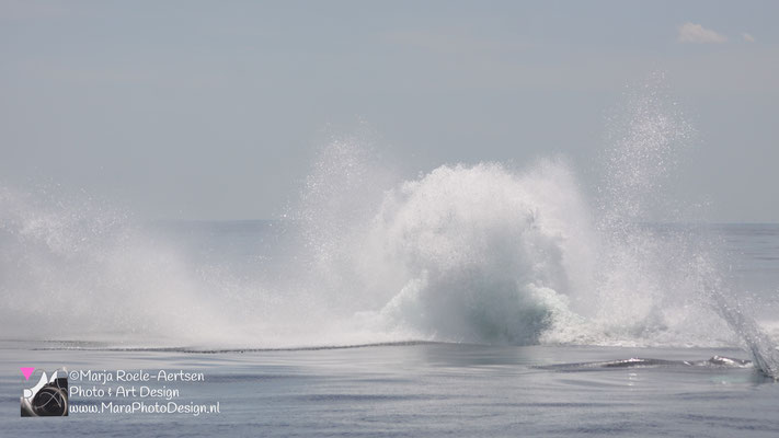 Cape Cod - Bultrug 21052018 -13    Stellwagen Bank National Marine Sanctuary