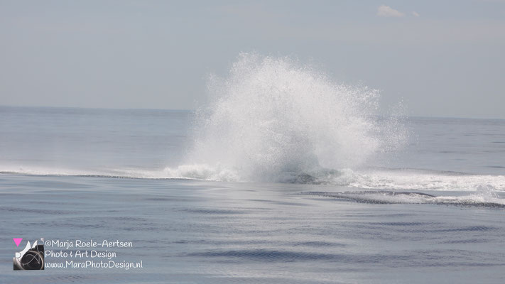 Cape Cod - Bultrug 21052018 -16    Stellwagen Bank National Marine Sanctuary