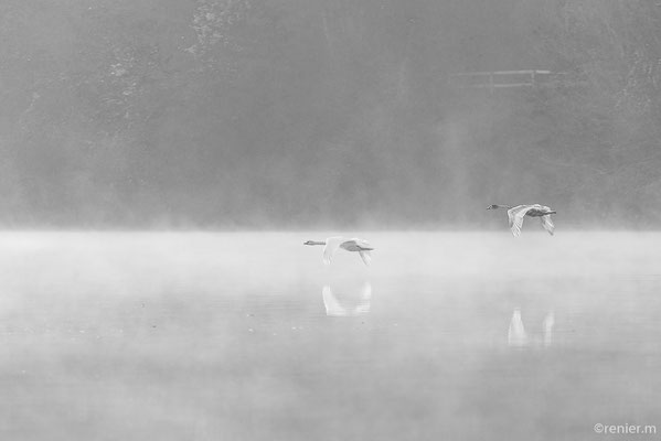 Nebelflug, Fotoforum Urkunde für besondere fotografische Leistung