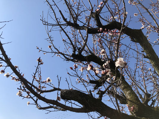 翌週3月10日の朝