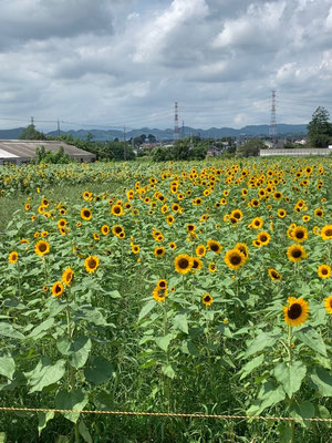 榛名山麓ひまわり畑です