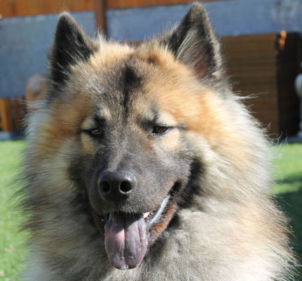 Buddy vom Schwarzwaldwolf