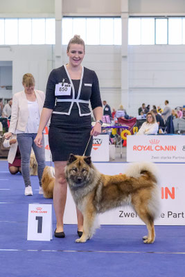 Hündin Championklasse