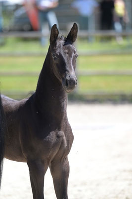 Saphira v. San Amour