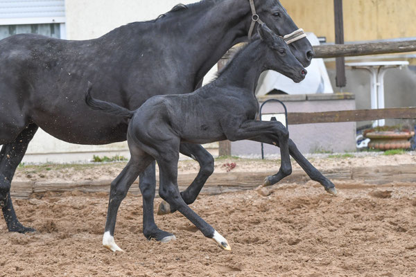 Diamond Perl v. Don Romance