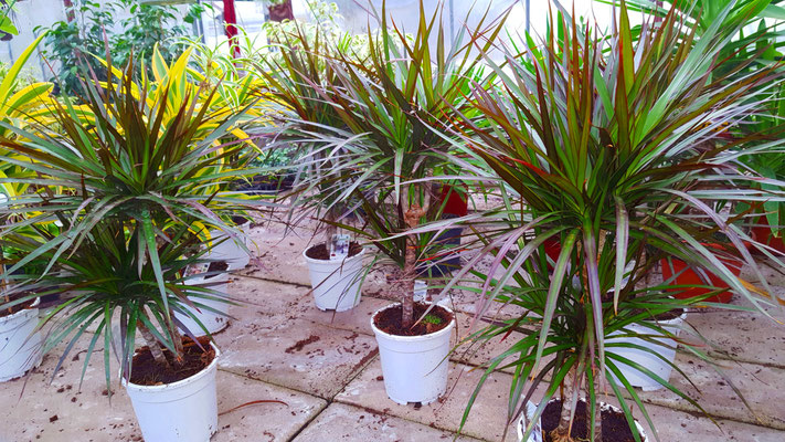 Dracaena
