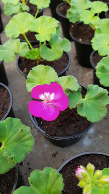 Die erste Geranienblüte