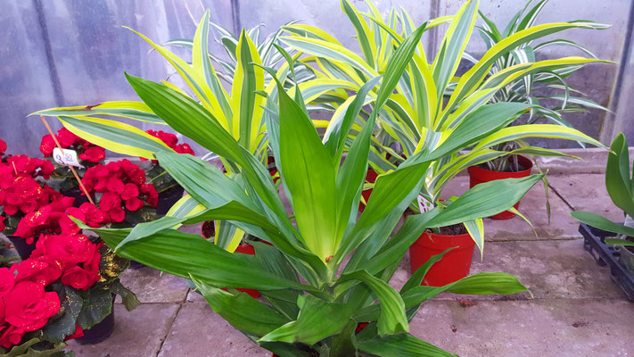 Dracaena