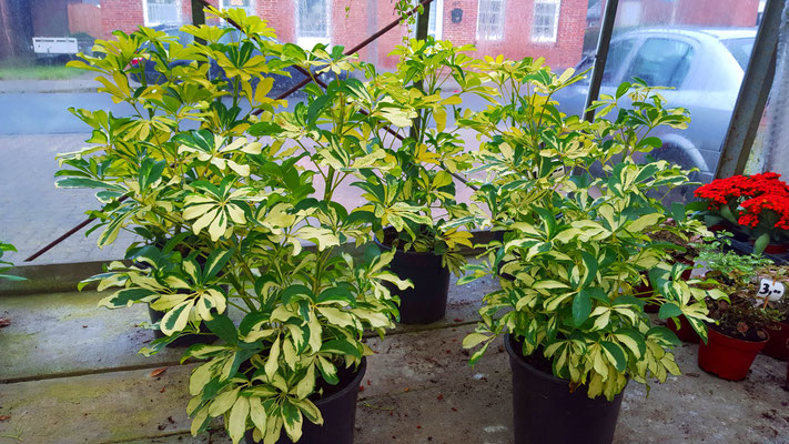 Schefflera