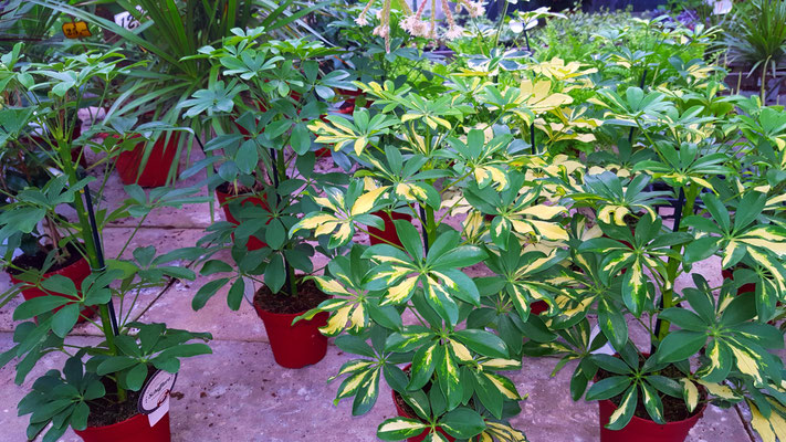 Schefflera