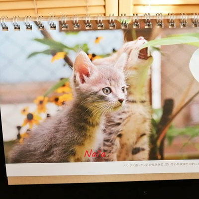 動物いのちの会いわて,岩手保護猫,雫石整体,花巻整体,八幡平保護犬,盛岡市占い