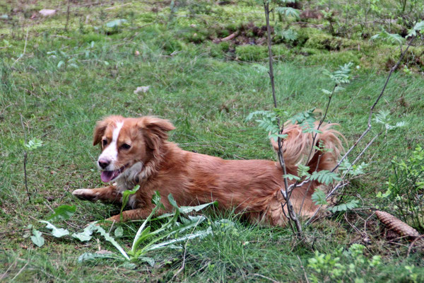 reichenbach schwarze katz silbitz beagle on tour