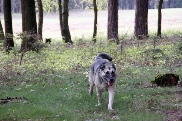 reichenbach schwarze katz silbitz beagle on tour