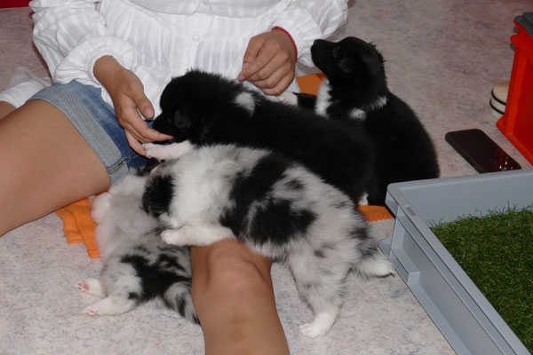 Besuch wird erklettert und beknabbert
