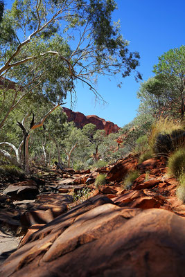 Kings Creek Walkim Kings Canyon