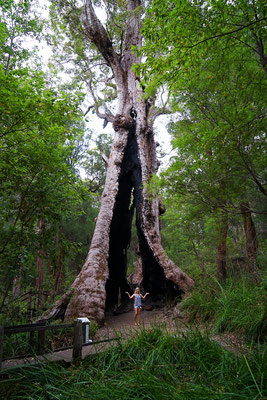 Giant Tingle Tree