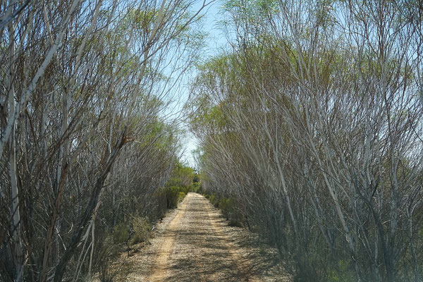Woodlines