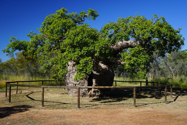 Boab Prison Tree
