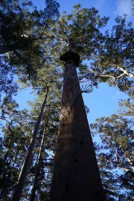 Dave Evans Bicentennial Tree