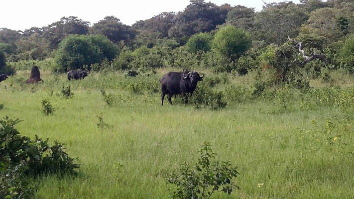 Wasserbüffel im Chobe NP