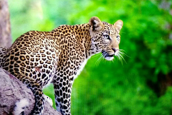 Leopard im Chobe NP (Zoom)